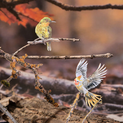 Stickers forest bird-20 pzas